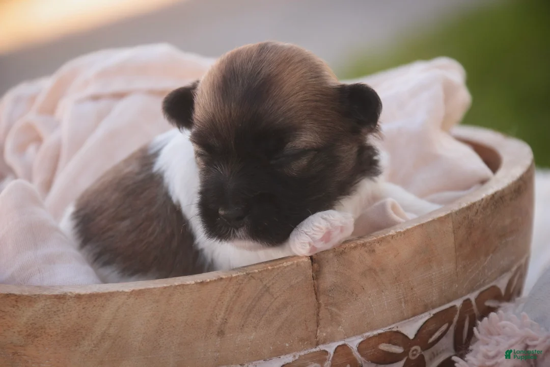 Havanese dogs for sale: Cupcake Havanese   - Ad 5