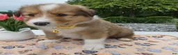 Welsh Corgi Pembroke dogs for sale: Puppy 3 Theo - Ad 2