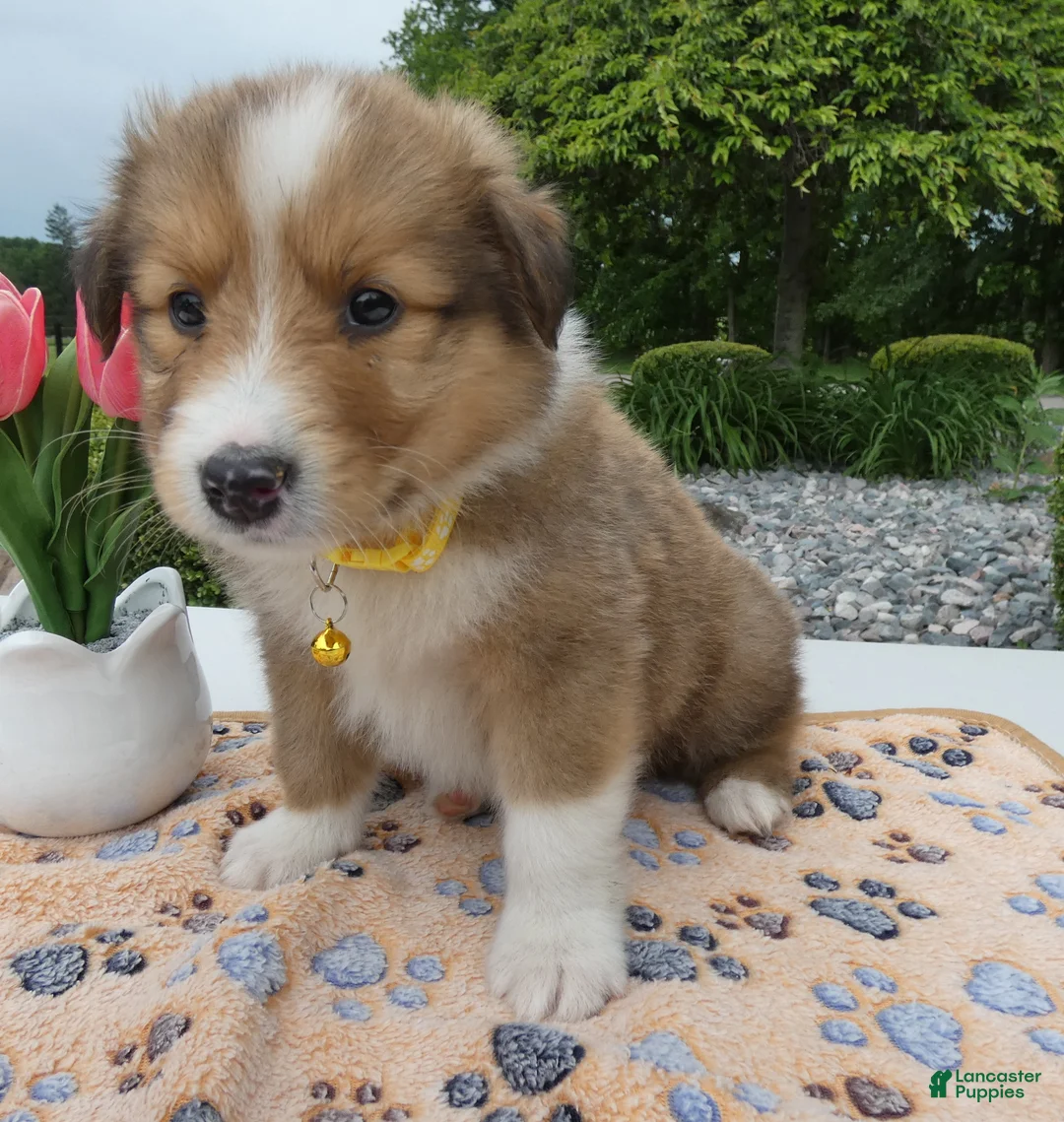 Welsh Corgi Pembroke dogs for sale: Puppy 3 Theo - Ad 2