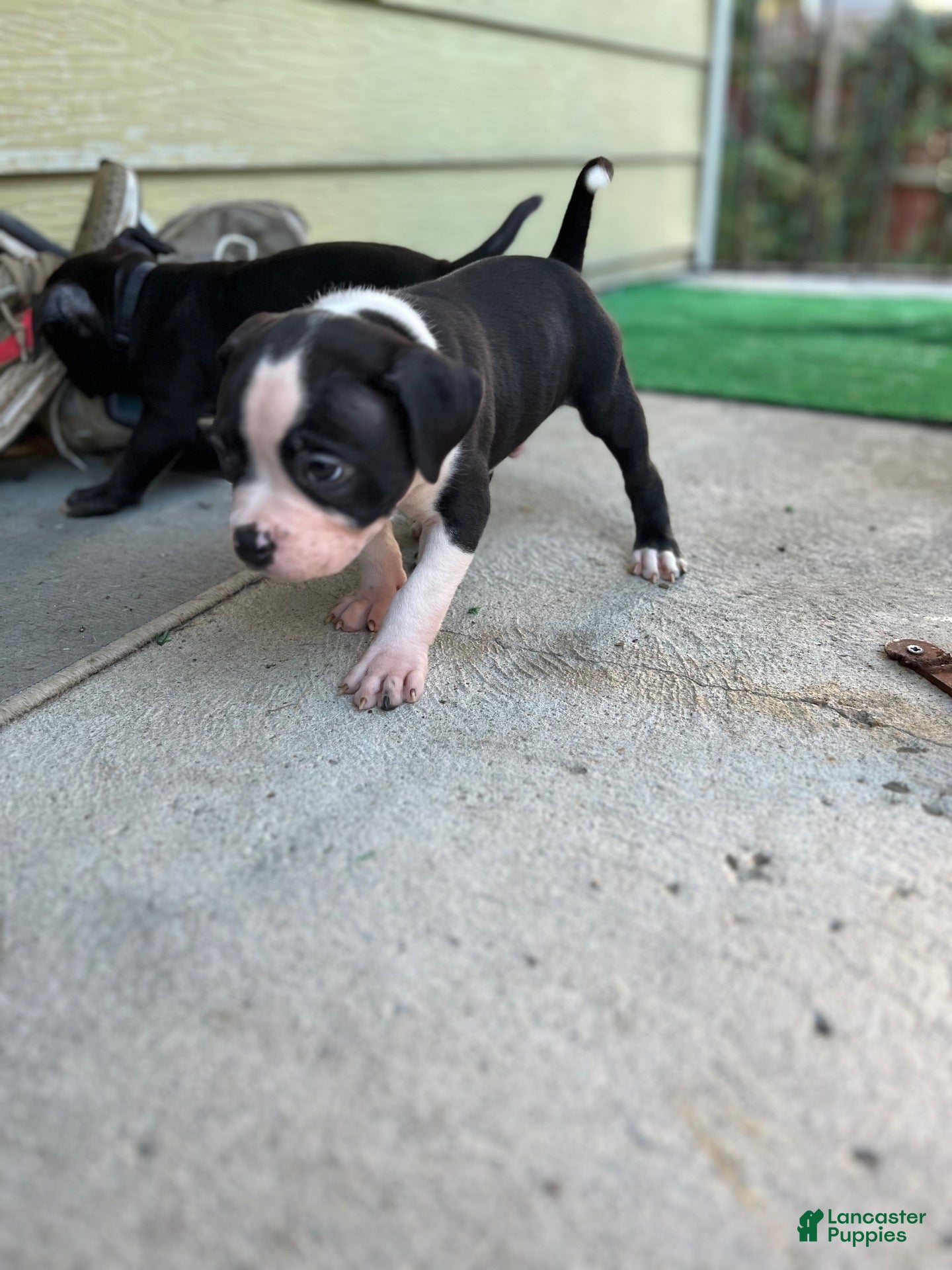 American Bully dogs for sale: American Bully 1 - Ad 17