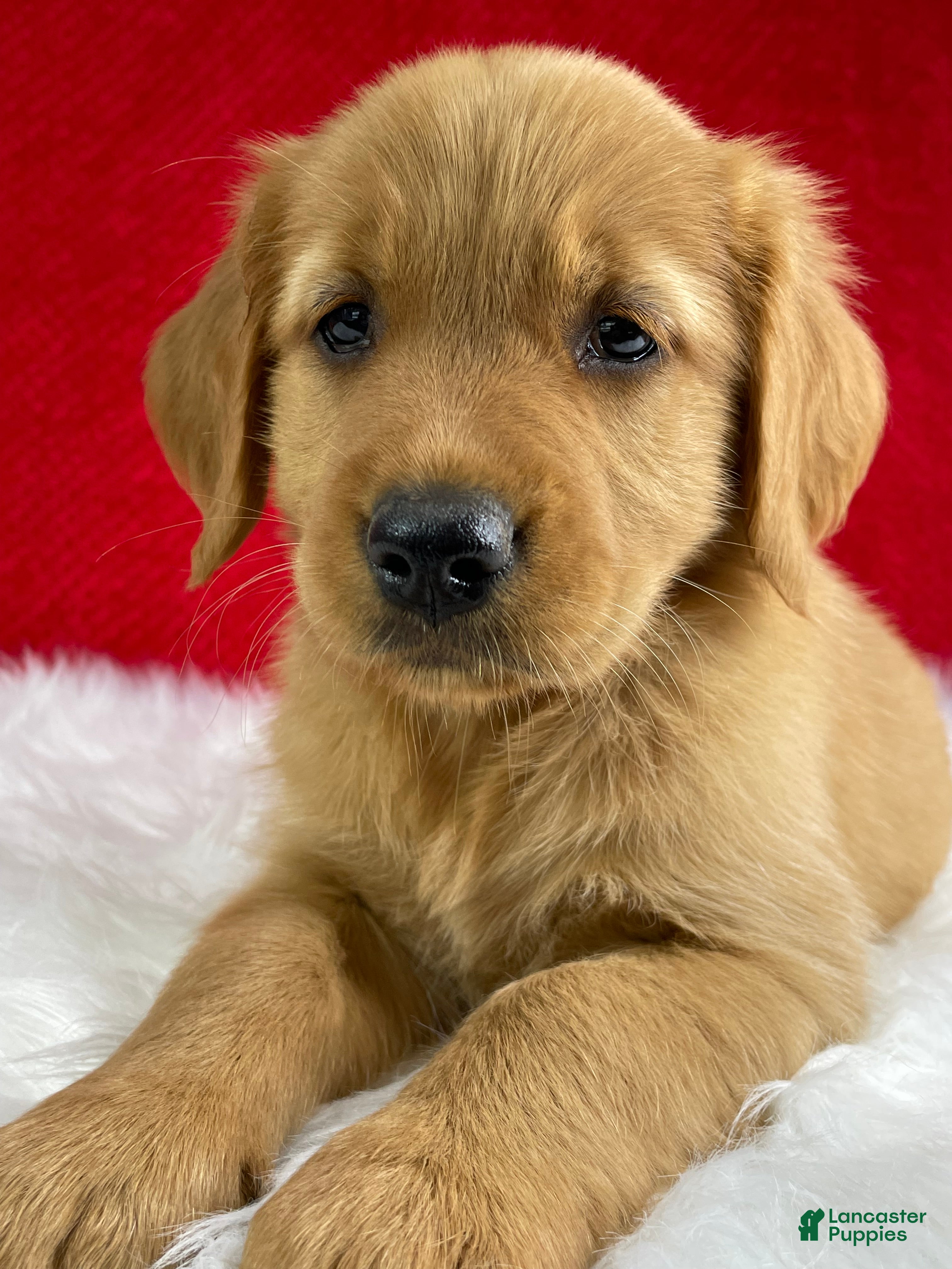 Golden Retriever dogs Lily - Ad 1
