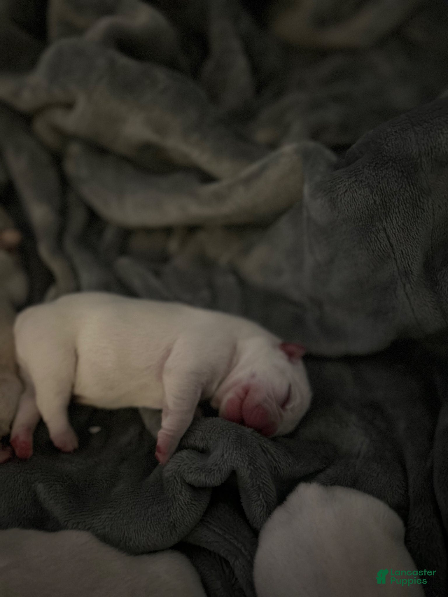 French Bulldog dogs for sale: French Bulldog Puppy 1 - Ad 4