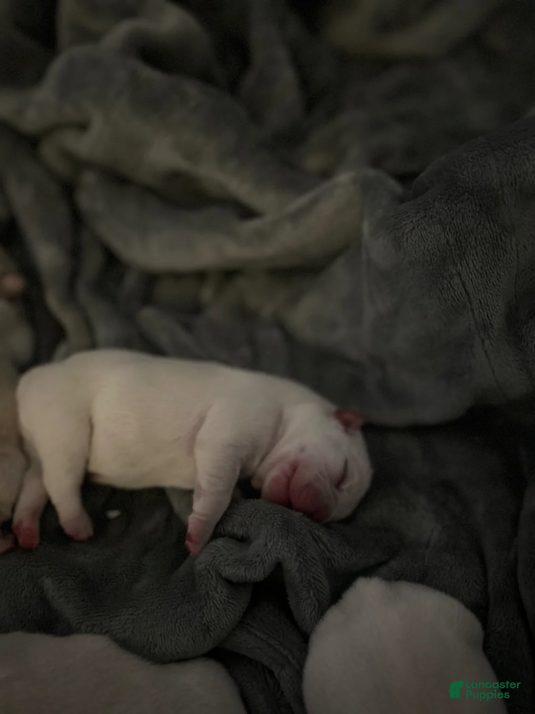 French Bulldog dogs for sale: French Bulldog Puppy 1 - Ad 1