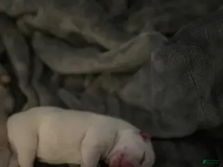 French Bulldog dogs for sale: French Bulldog Puppy 1 - Ad 4