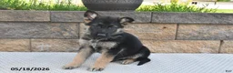 German Shepherd dogs for sale: Ozzie - Ad 4