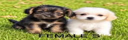 Shihpoo dogs for sale: Teddy - Ad 5