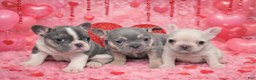 French Bulldog dogs for sale: Frankie - Ad 2