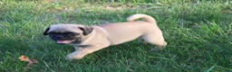 Jug dogs for sale: Tisha - Ad 4