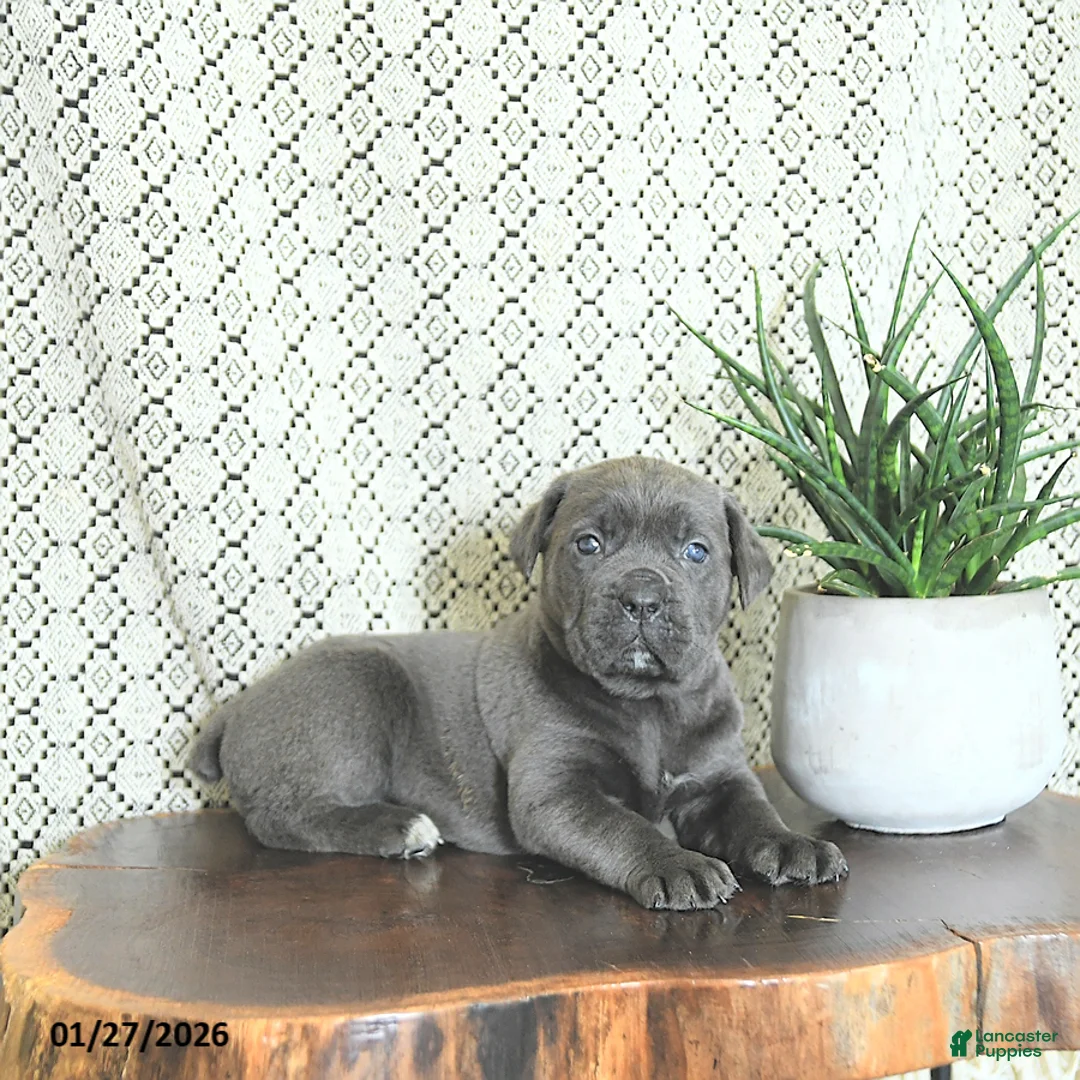 Cane Corso dogs for sale: Athena - Ad 3