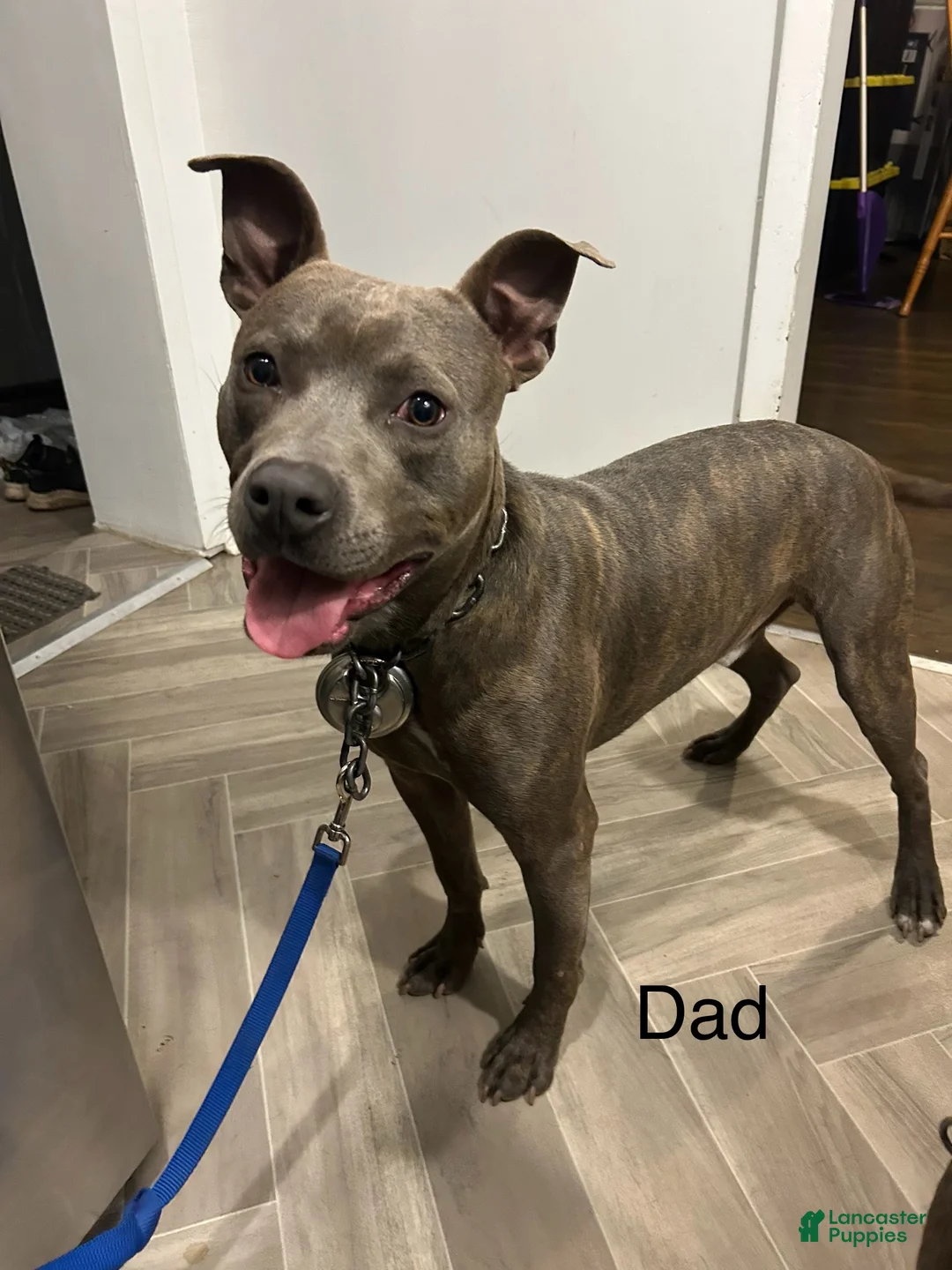 American Bully dogs for sale: American Bully Puppy 8 - Ad 6