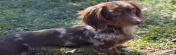 Miniature Dachshund dogs for sale: AKC-PRIMROSE (Short-Haired Blue & Tan Female) - Ad 8
