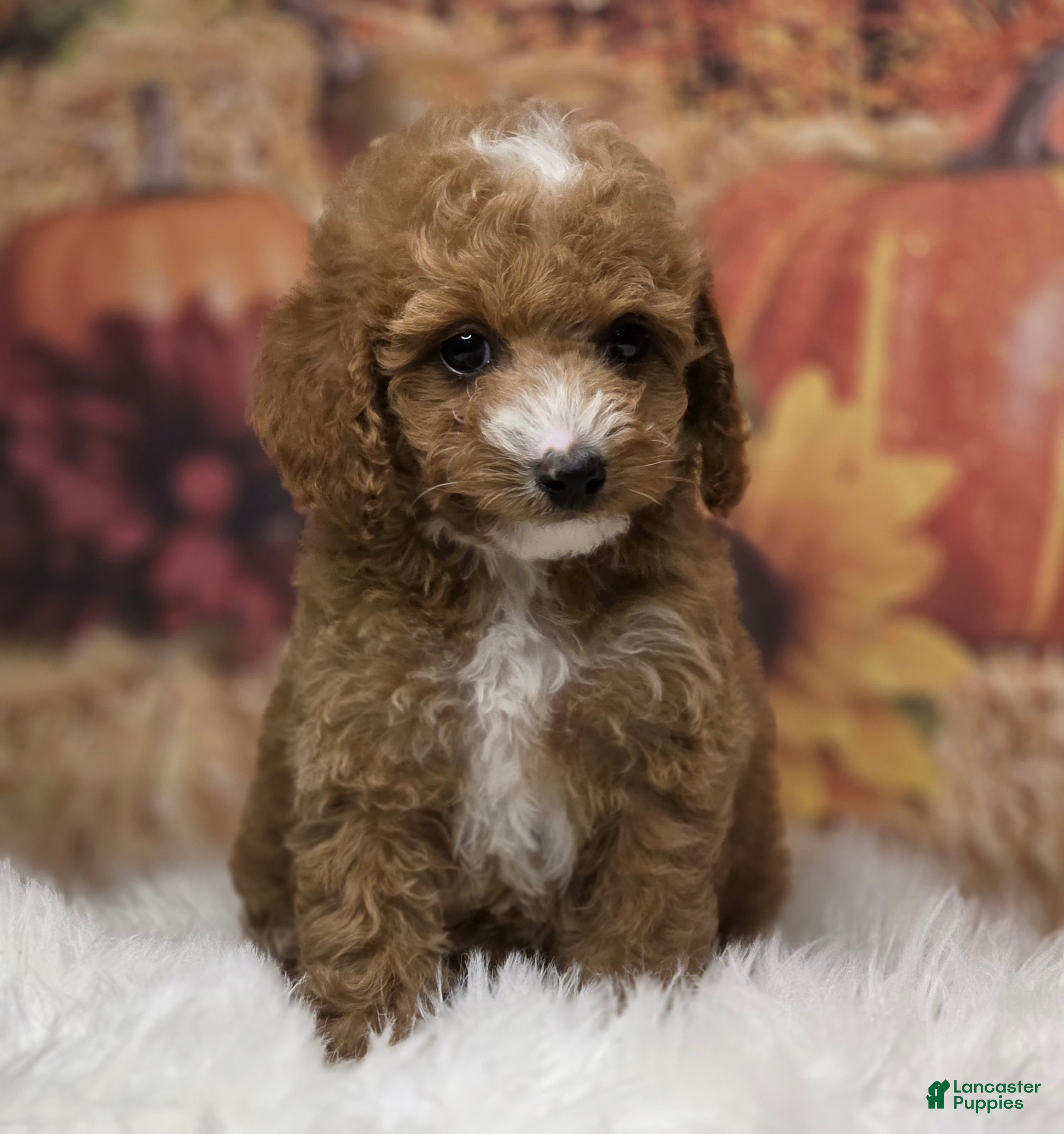 Toy Poodle dogs Sofie deep red Parti  - Ad 2