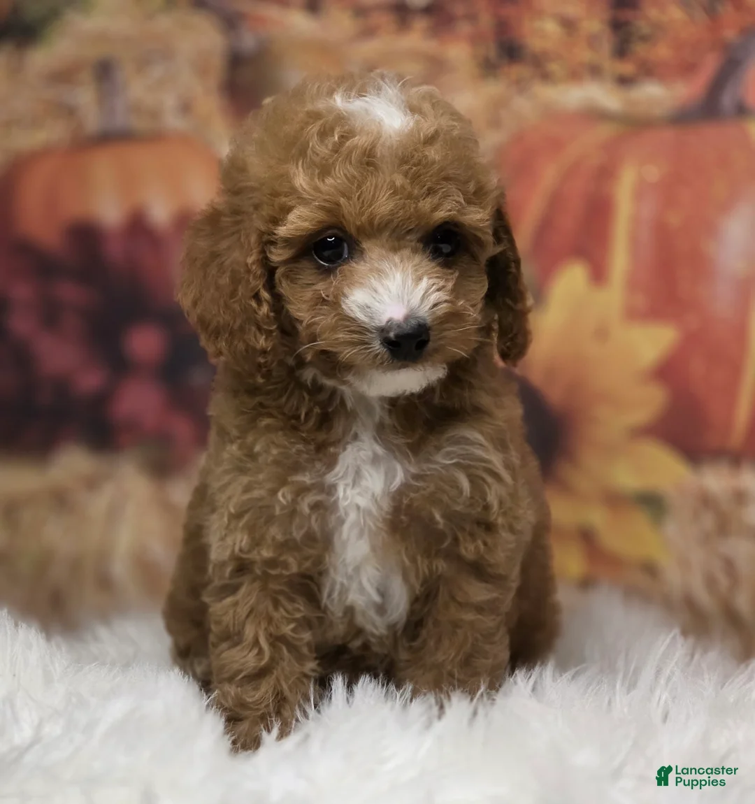 Toy Poodle dogs for sale: Sofie deep red Parti  - Ad 2