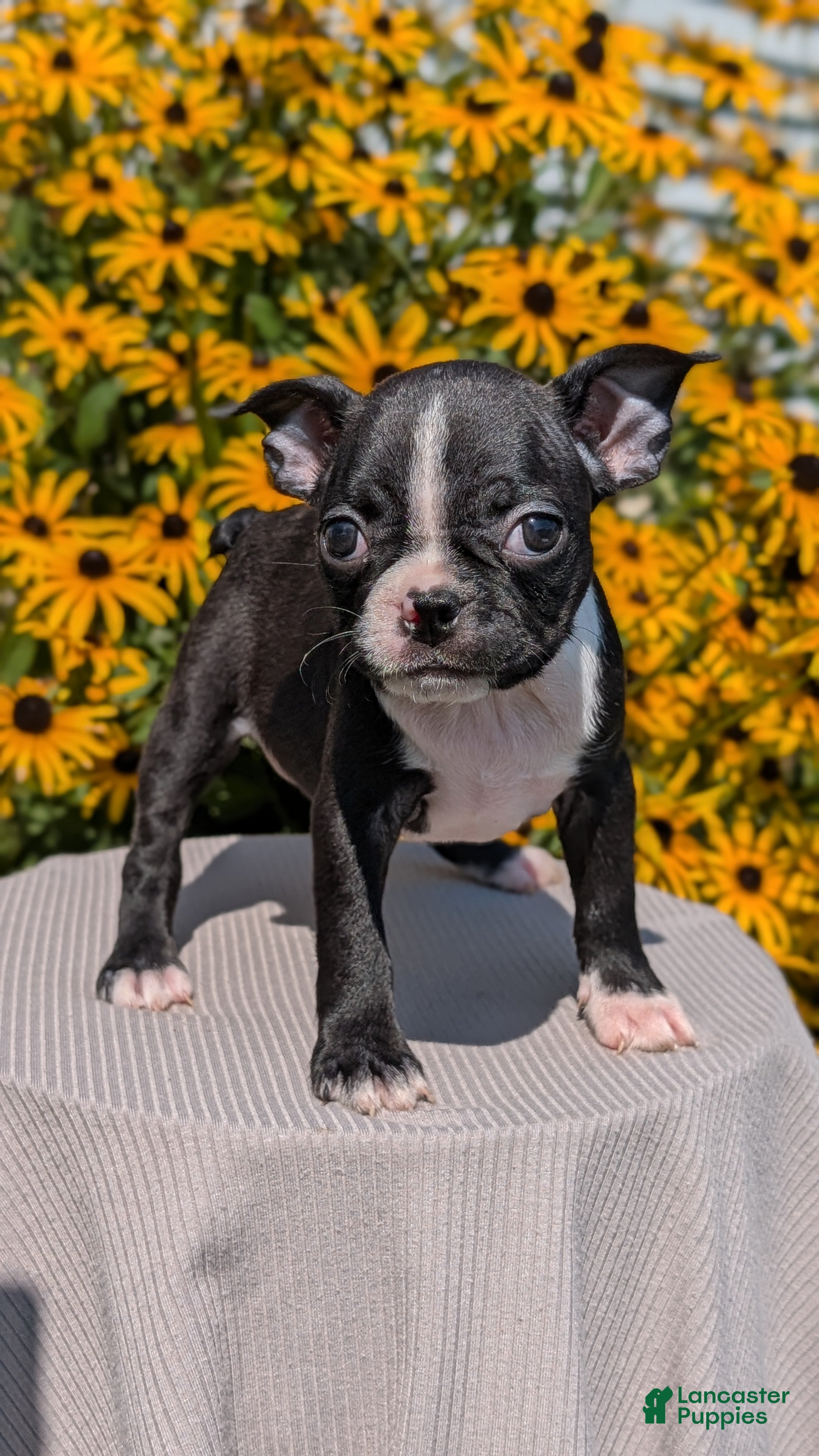 Boston Terrier dogs Tulip - Ad 2