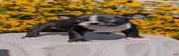 Boston Terrier dogs for sale: Tulip - Ad 2