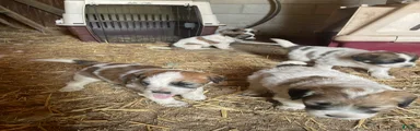 Mixed Breed Puppy 1