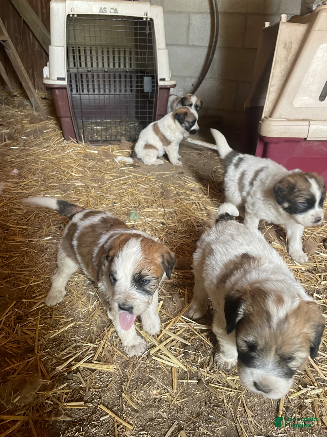 Mixed Breed dogs for sale: Mixed Breed Puppy 1 - Ad 1