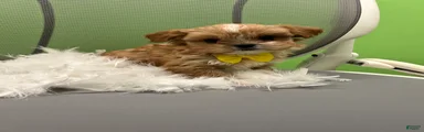 Shihpoo 1