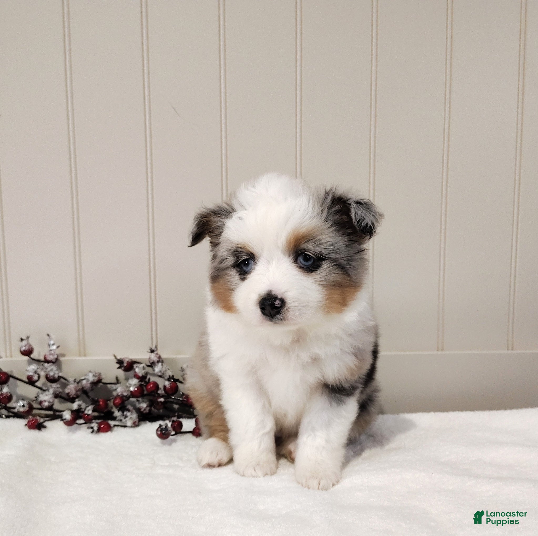 Miniature Australian Shepherd dogs Miniature Australian Shepherd Puppy 2 - Ad 31