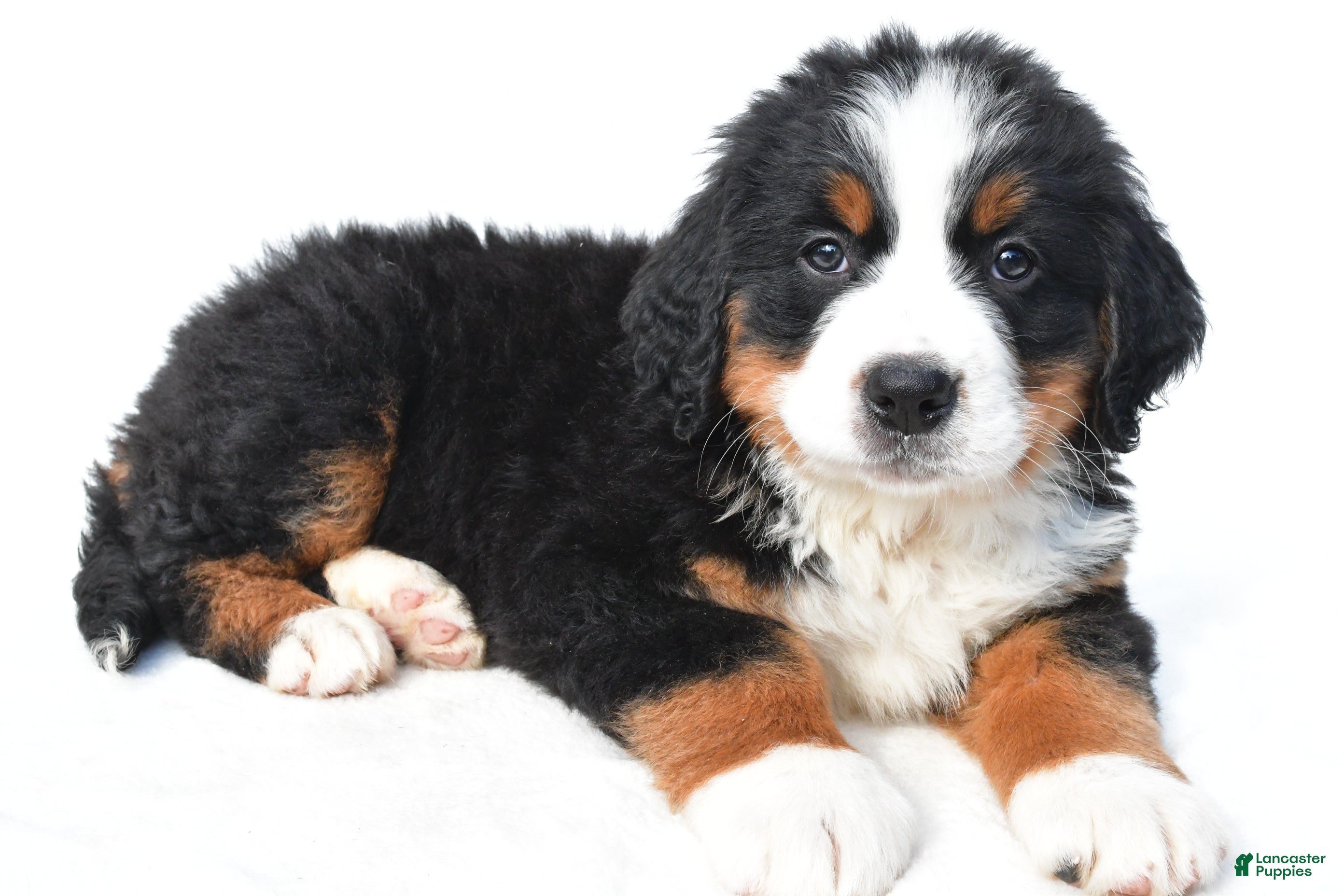 Bernese Mountain Dog dogs Bailey - Ad 1