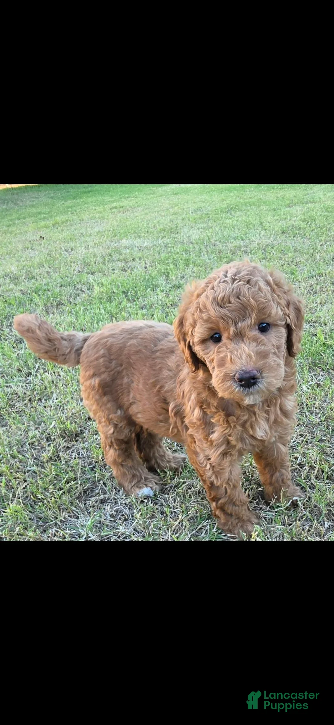 Mini Goldendoodle dogs for sale: Marsha ( 27 - 33 pounds full grown) - Ad 2