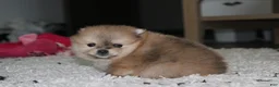Pomeranian dogs for sale: Honey  - Ad 10