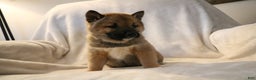 Shiba Inu dogs for sale: Sammy  - Ad 8