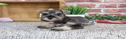 Miniature Schnauzer dogs for sale: Winter - Ad 5