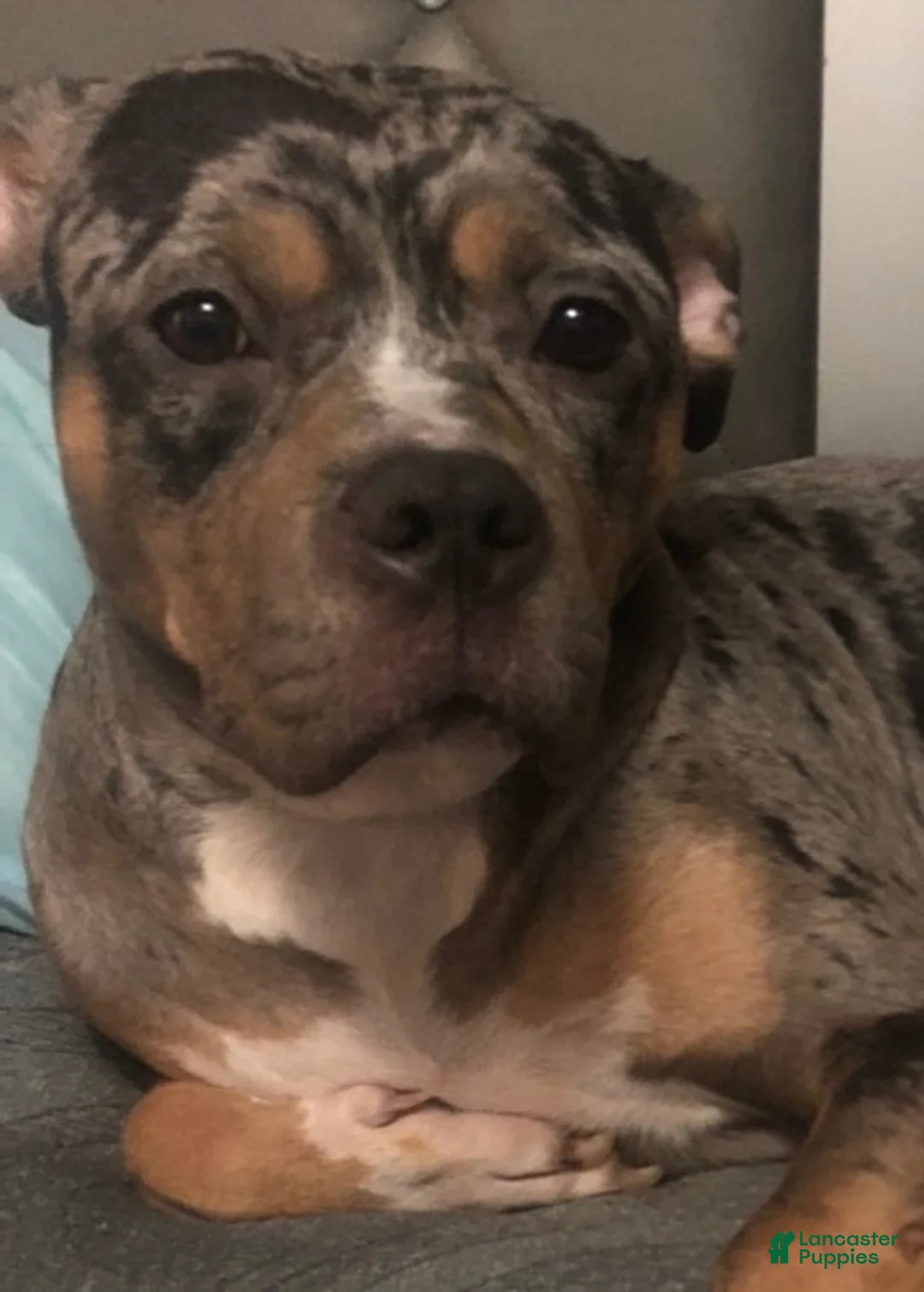American Bully dogs for sale: American Bully 3 - Ad 2