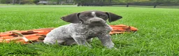 German Shorthaired Pointer dogs for sale: Syclone - Ad 3
