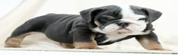 English Bulldog dogs for sale: Blue Buddy - Ad 3