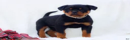 Rottweiler dogs for sale: Tara - Ad 3