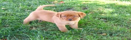 Labrador Retriever dogs for sale: Ramona - Ad 3