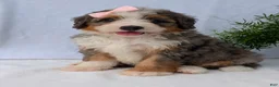 Mini Bernedoodle dogs for sale: Mini Emmie  - Ad 8