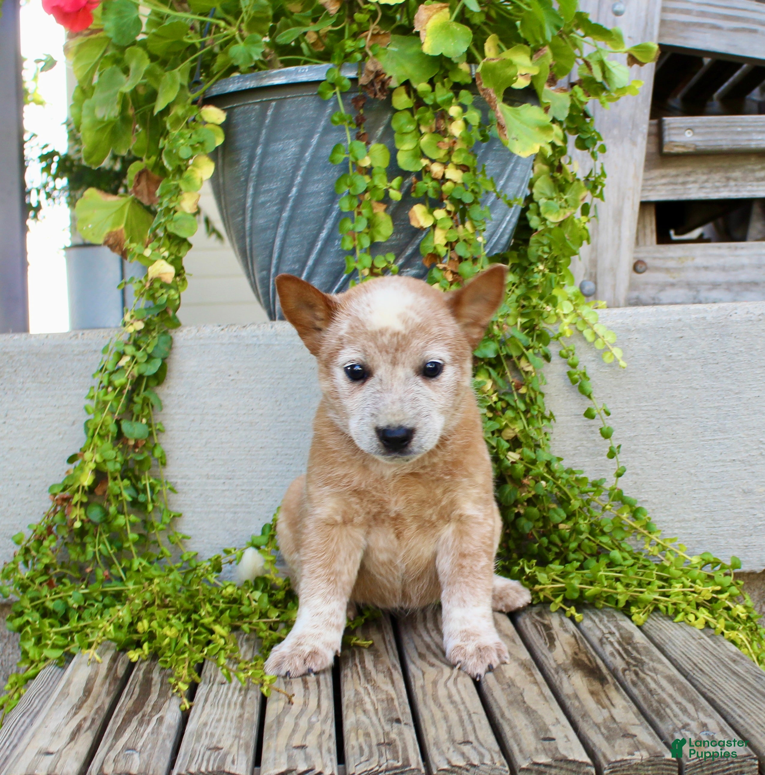 Australian Cattle Dog dogs Alice - Ad 2