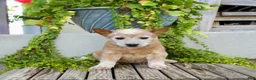 Australian Cattle Dog dogs for sale: Alice - Ad 2