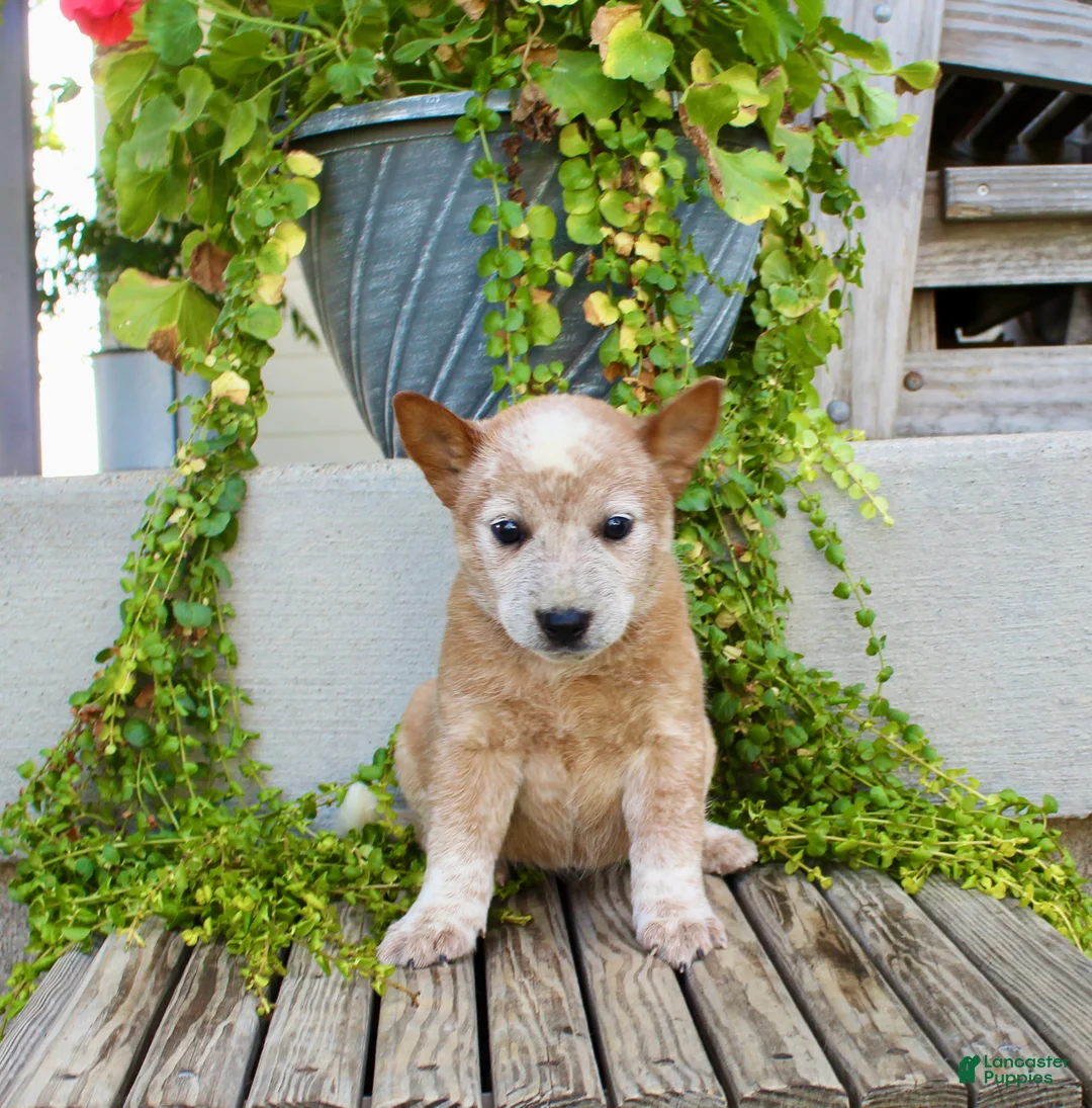 Australian Cattle Dog dogs for sale: Alice - Ad 2