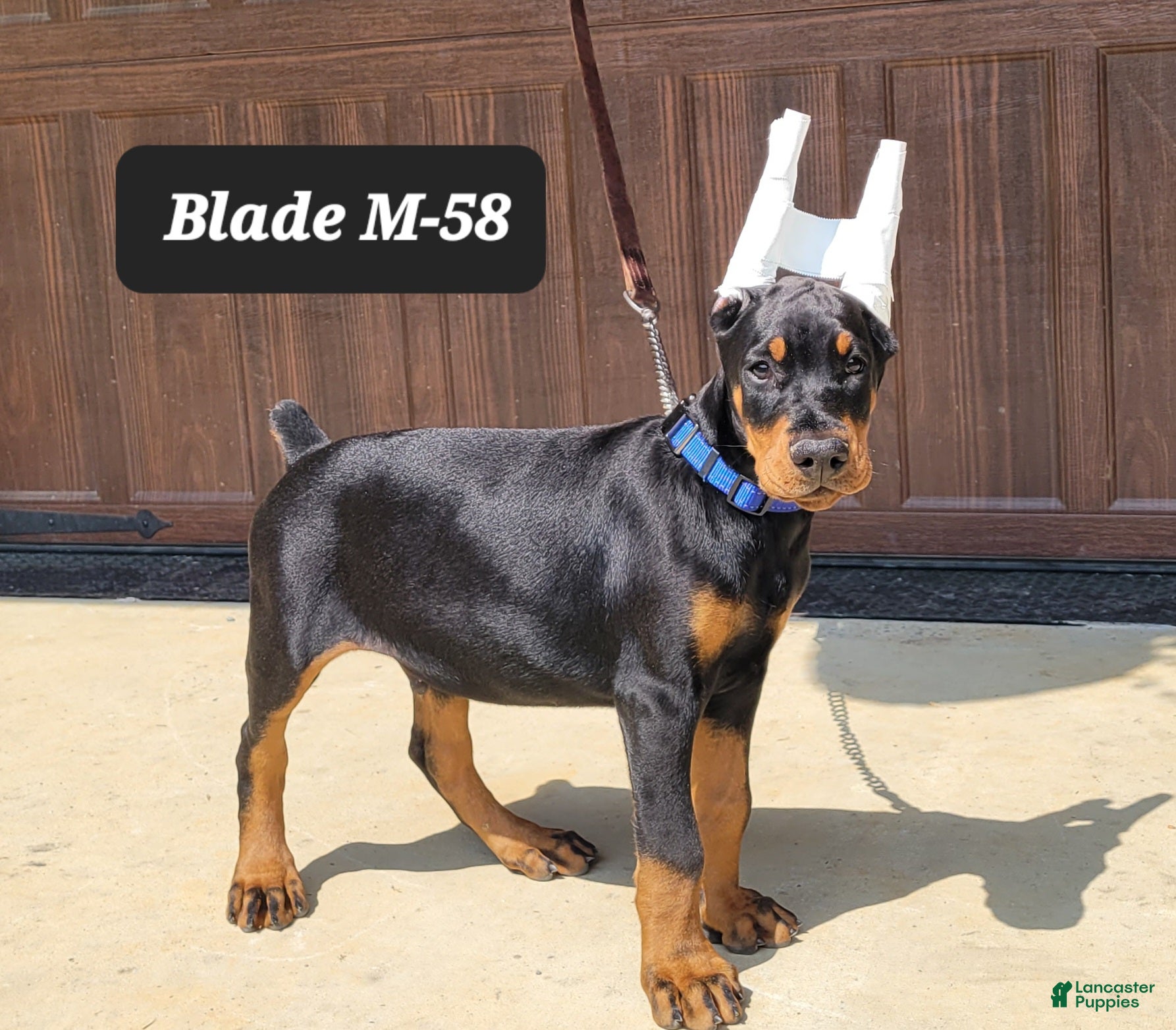 Doberman Pinscher dogs BLADE - Ad 35