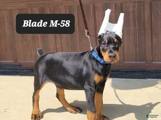 Doberman Pinscher dogs BLADE - Ad 35