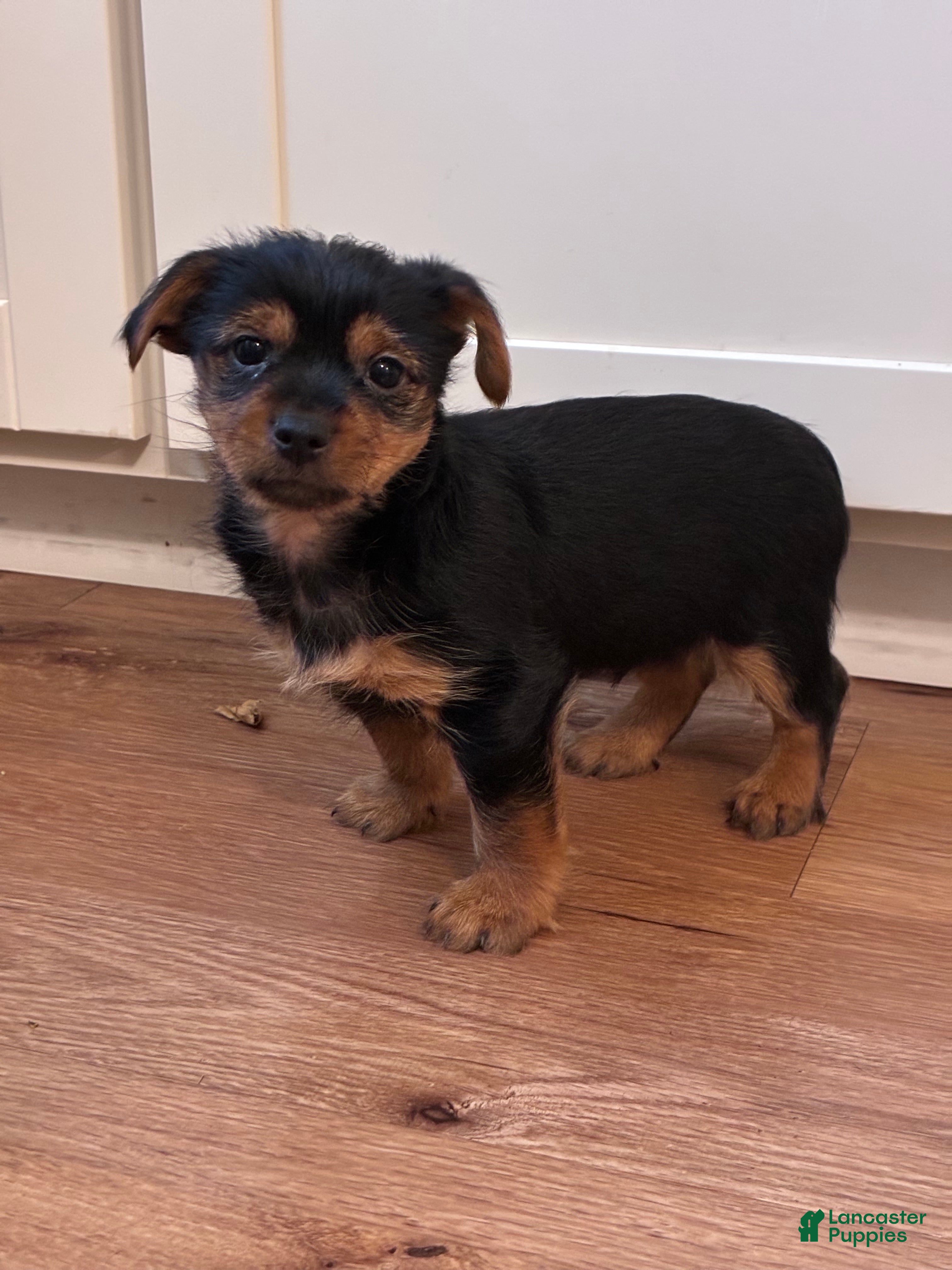 Yorkshire Terrier dogs for sale: Benny - Ad 2