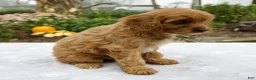 Cavapoo dogs for sale: Tilly - Ad 4