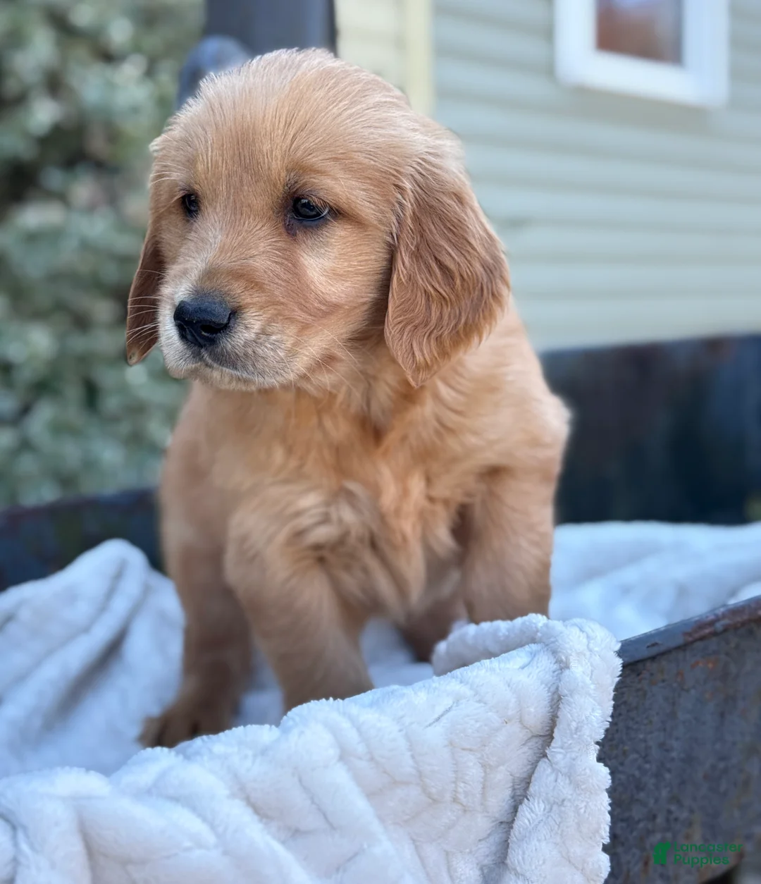 Golden Retriever dogs for sale: Melon - Ad 2