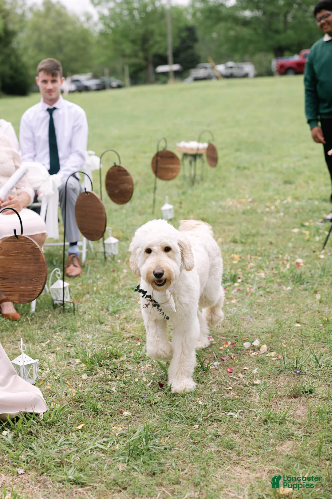 Goldendoodle dogs for sale: Seena - Ad 6