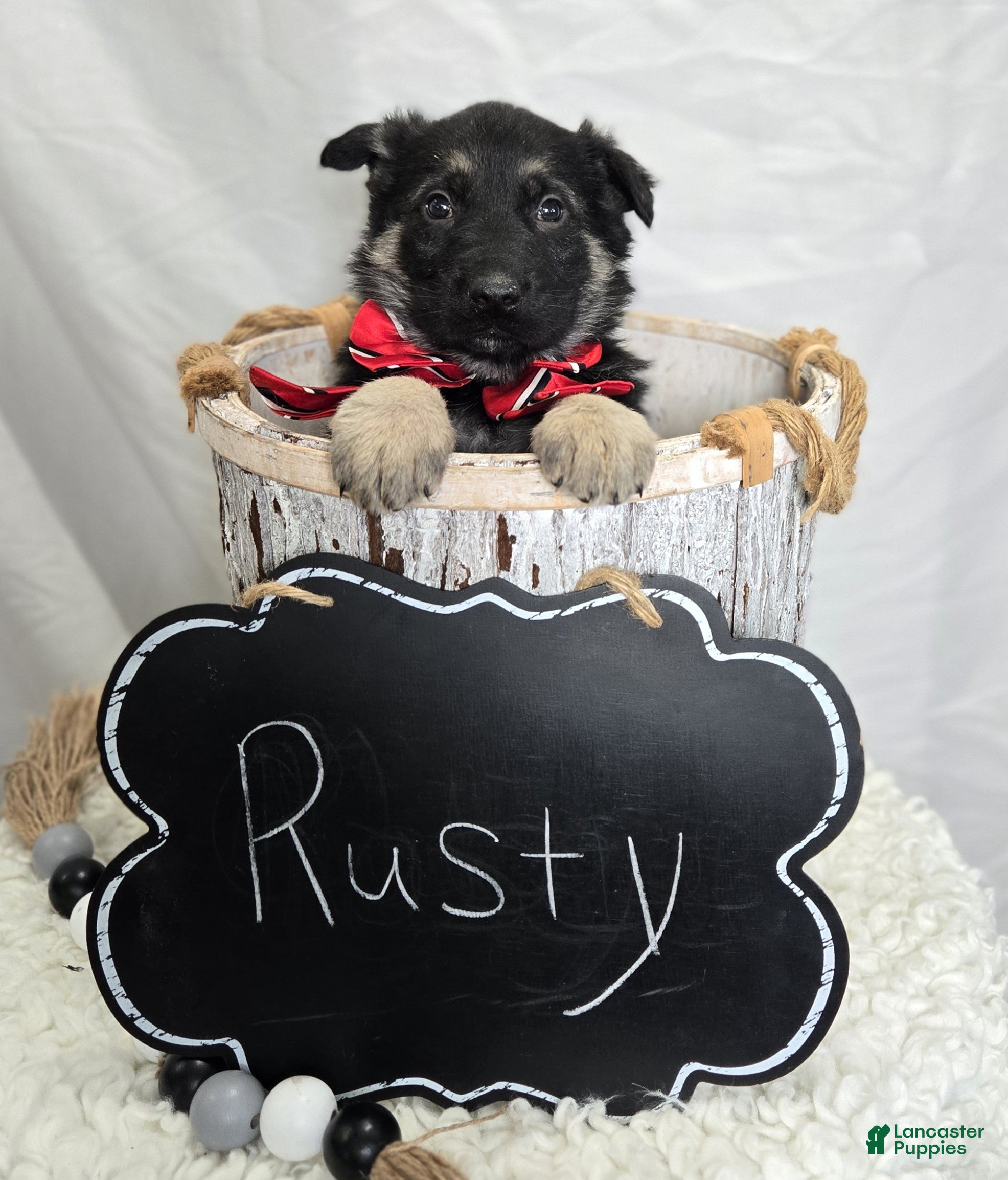German Shepherd dogs Rusty - Ad 2