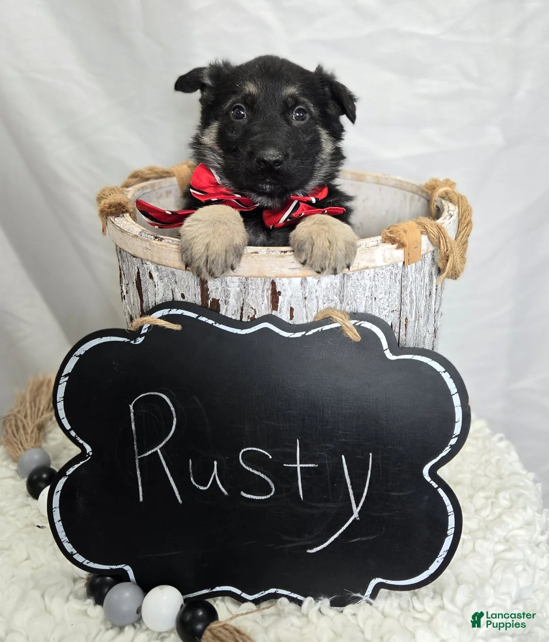German Shepherd dogs for sale: Rusty - Ad 2