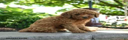 Toy Poodle dogs for sale: Sunny  - Ad 3