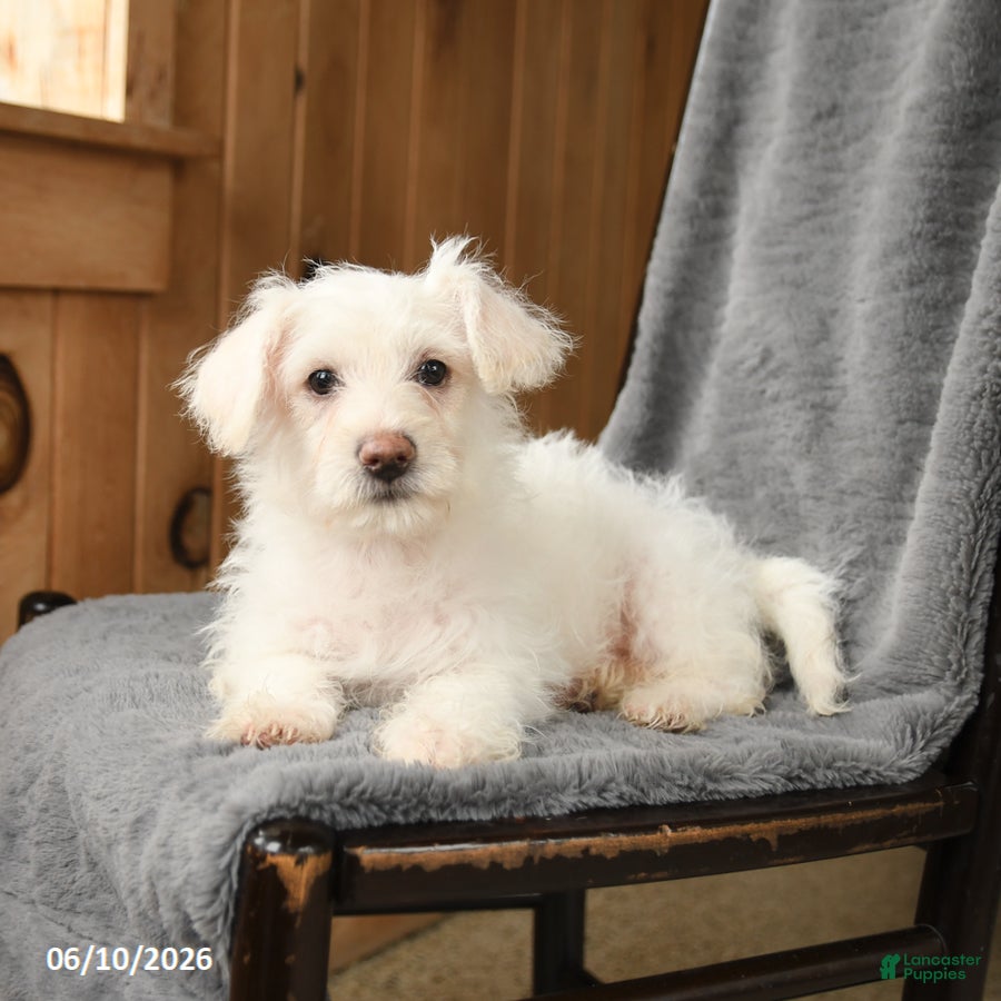 Westiepoo dogs William - Ad 2