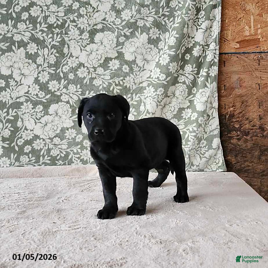 Labrador Retriever dogs for sale: Sassy - Ad 6