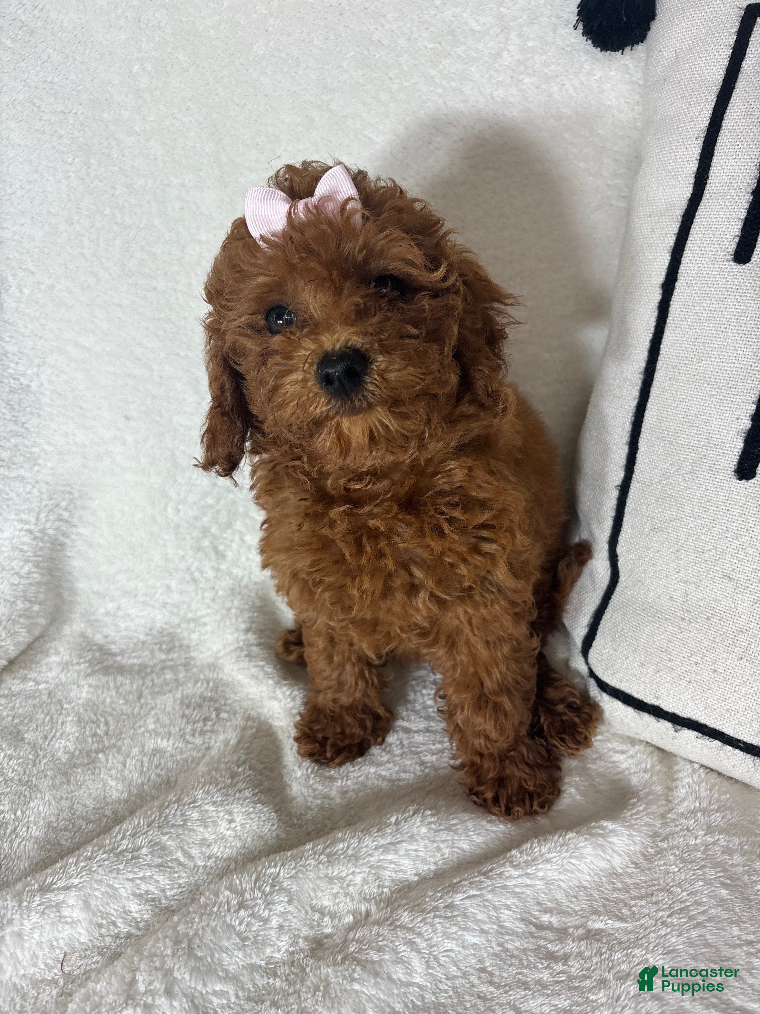 Mini Goldendoodle dogs Ginger - Ad 20