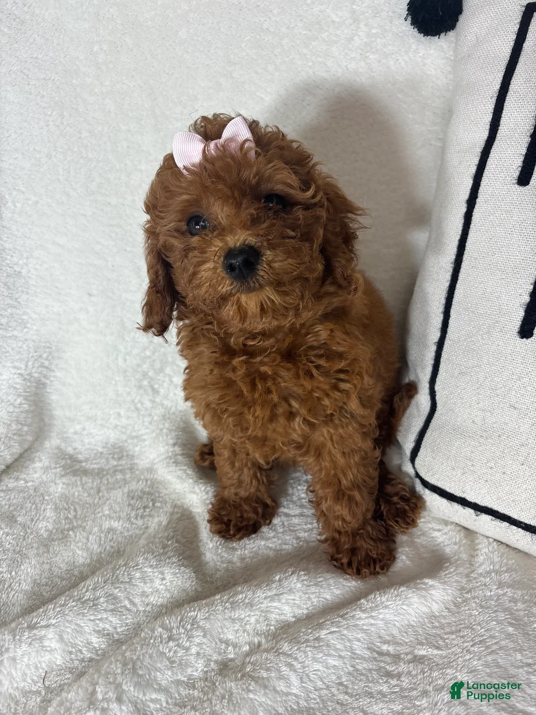 Mini Goldendoodle dogs for sale: Ginger - Ad 1